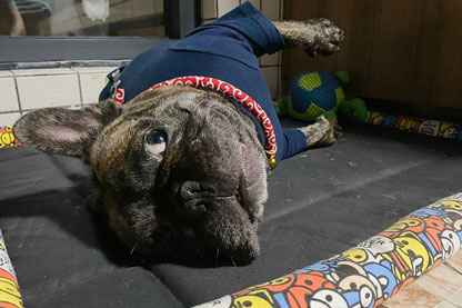 猫狗着述战 —— 宠物包管，盘它！