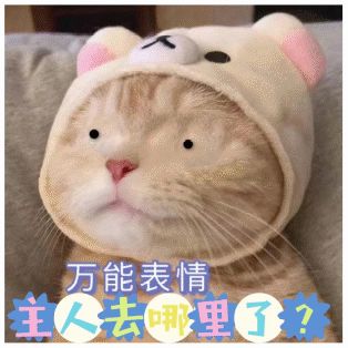 疫情下铲屎官的乱室尤物们该何去何从？